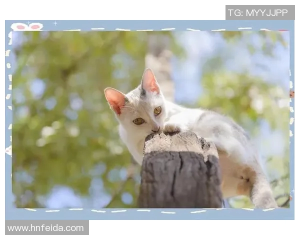 足球明星头球训练秘籍揭秘提升技术与力量的全面指南